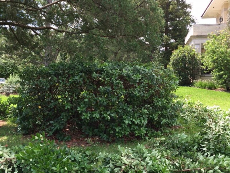 Professional canopy pruning of shrubbery