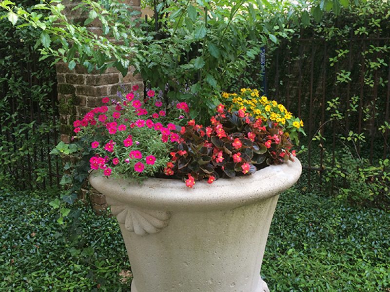 Potted Plant Surprise